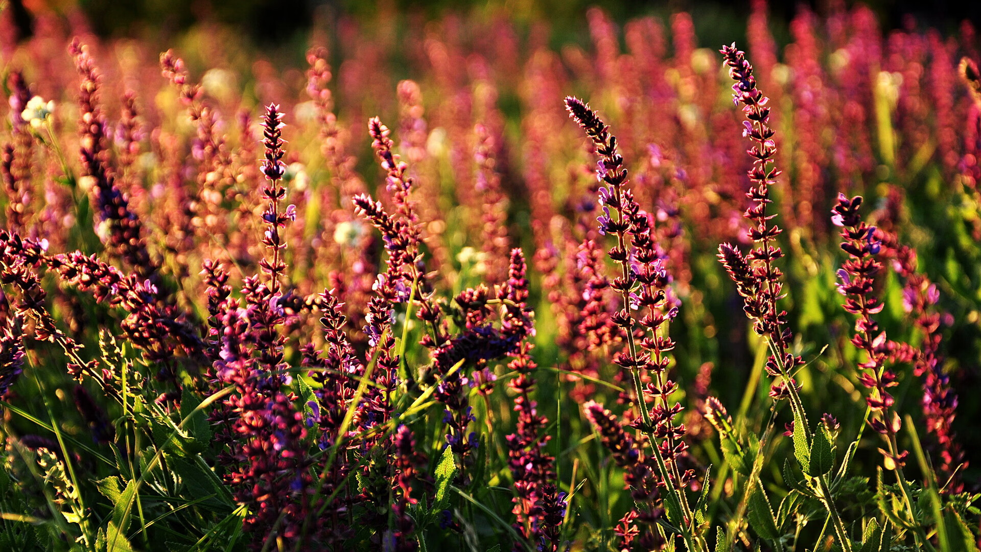 2024年德国队在世界杯赛场的激烈对抗与韧性,德国队备战世界杯