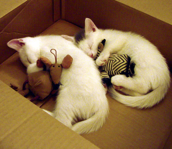 中国女篮坚持身体对抗训练提升硬度,中国女篮训练内容