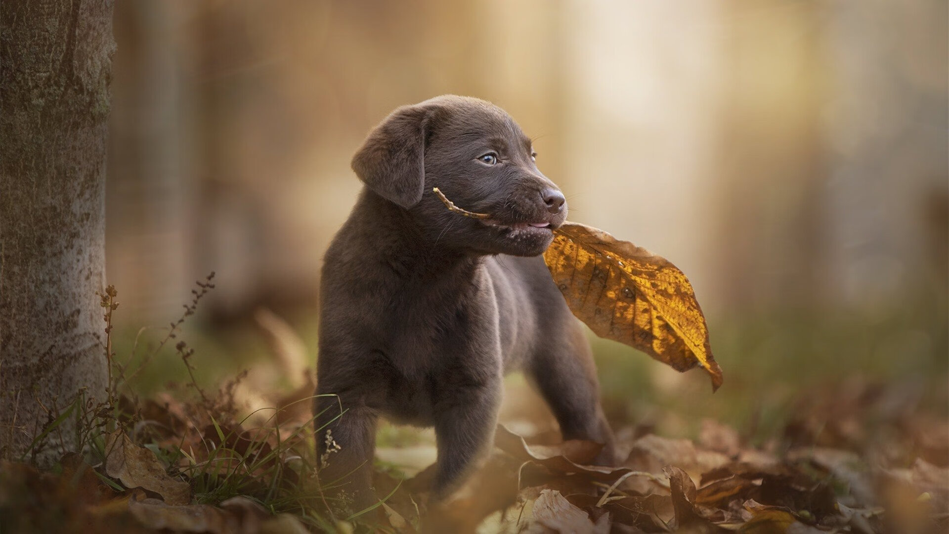 基层足球俱乐部融资渠道有限,足球俱乐部经营