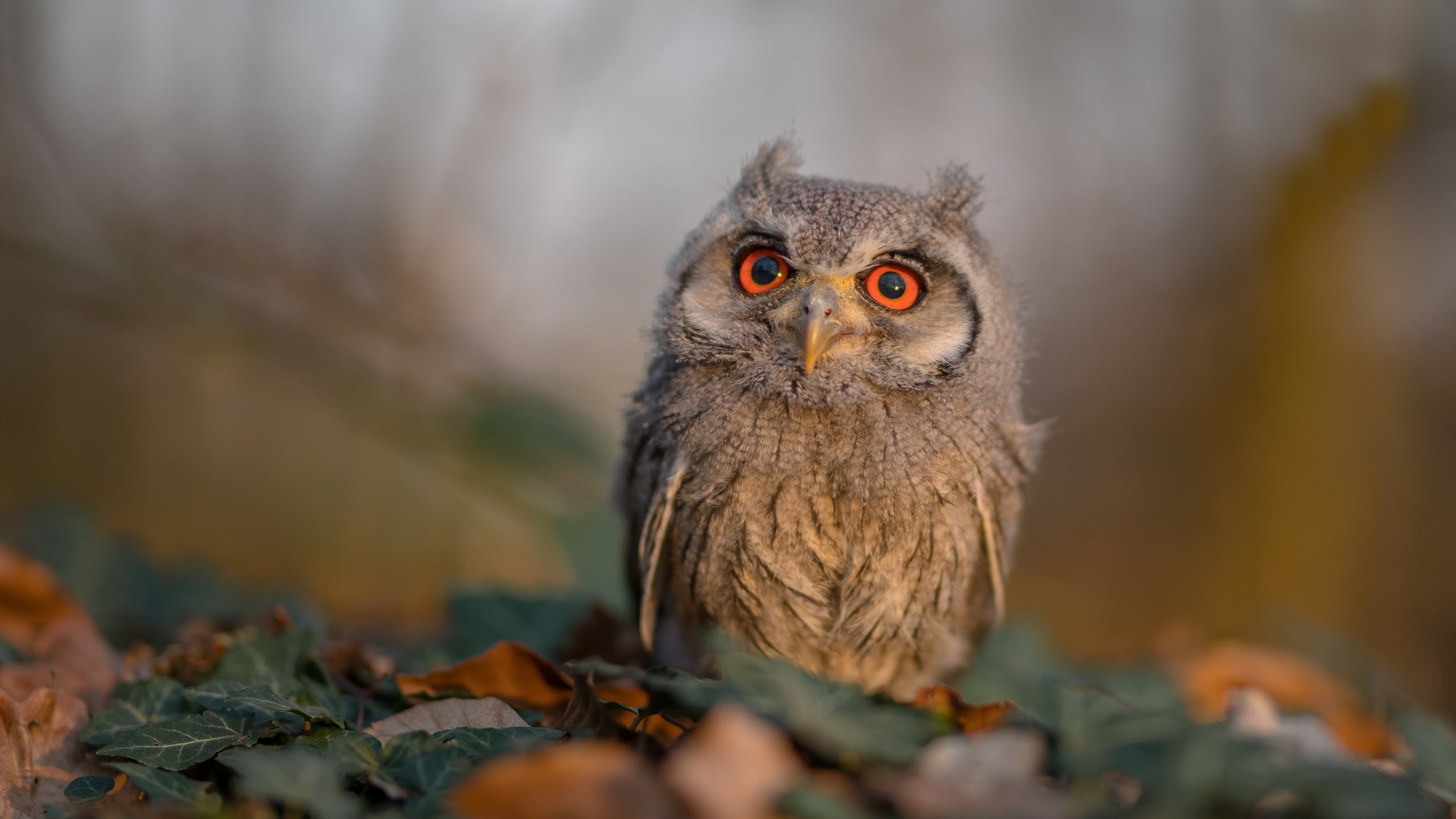 职业联赛主客场氛围营造能力薄弱,球队主客场