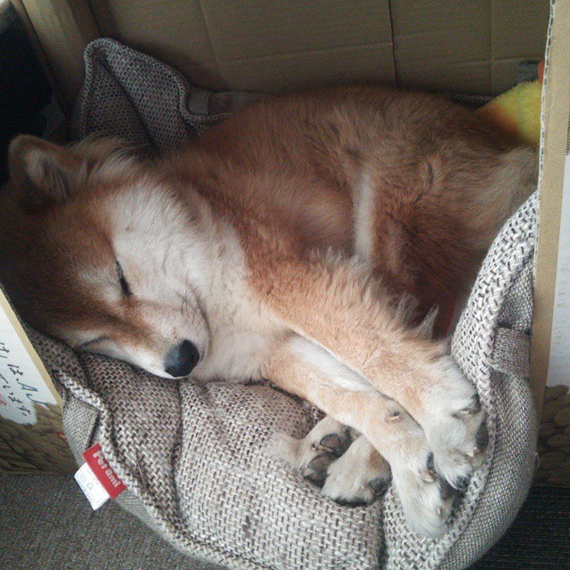 莱德基长距离自由泳无人可敌,莱德基自由泳技术