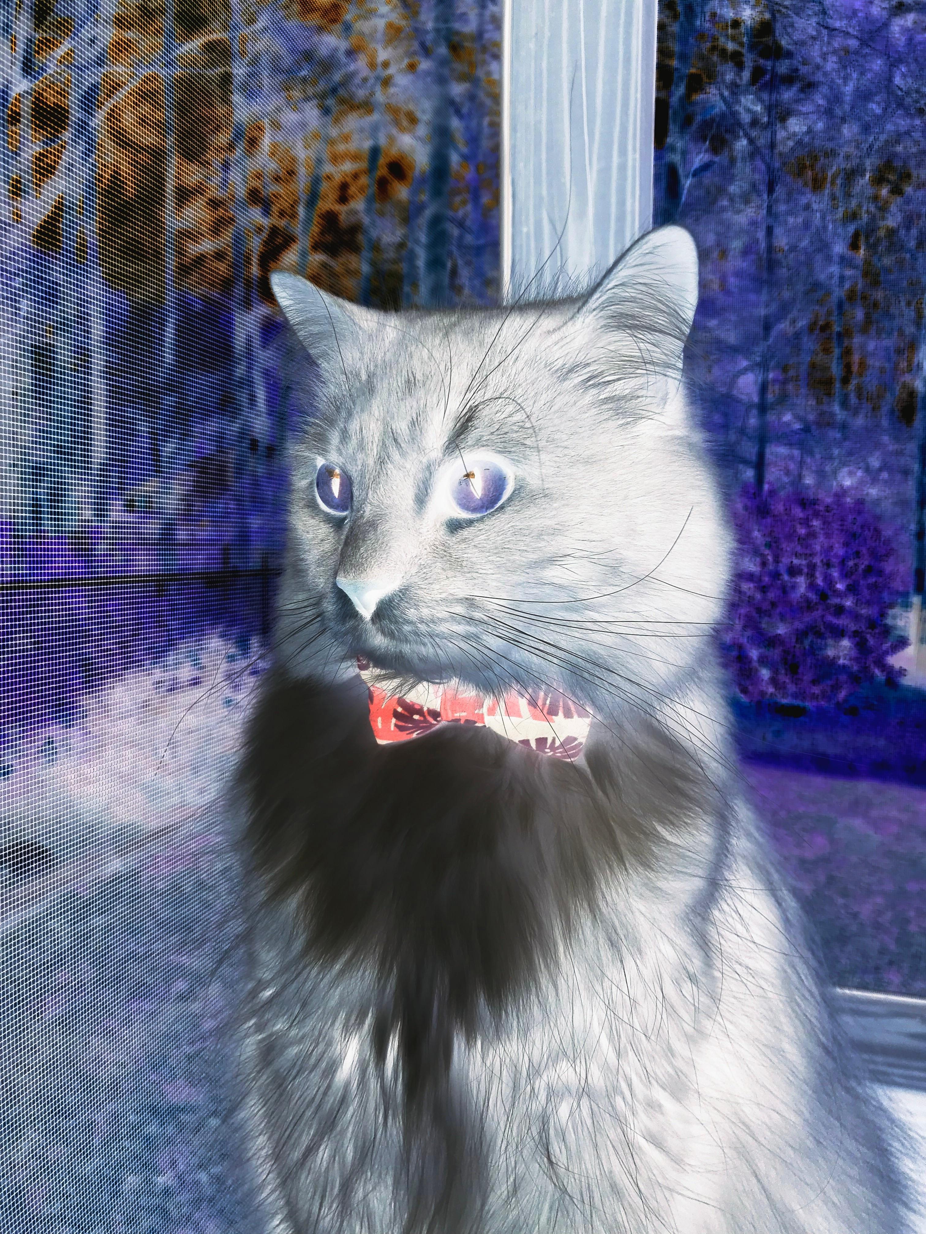 kaiyun官方网站-青少年极限挑战赛首次加入旱地滑雪项目，极限挑战滑雪地点