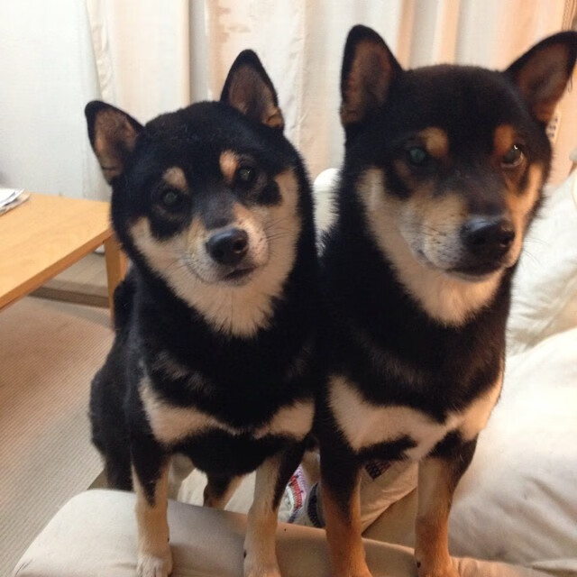 “阿根廷美洲狮队挑战世界强队，未来发展值得期待”