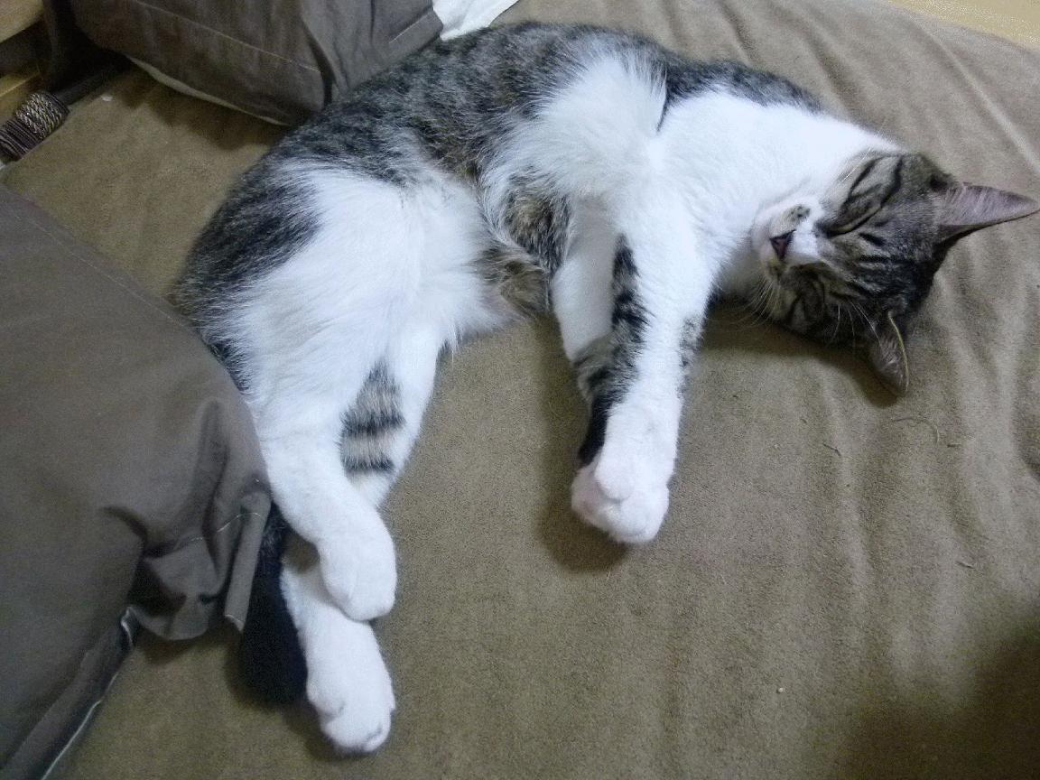 体育新闻中心发布体育院校运动员学业辅导扶持细则，运动员兼顾大学学业