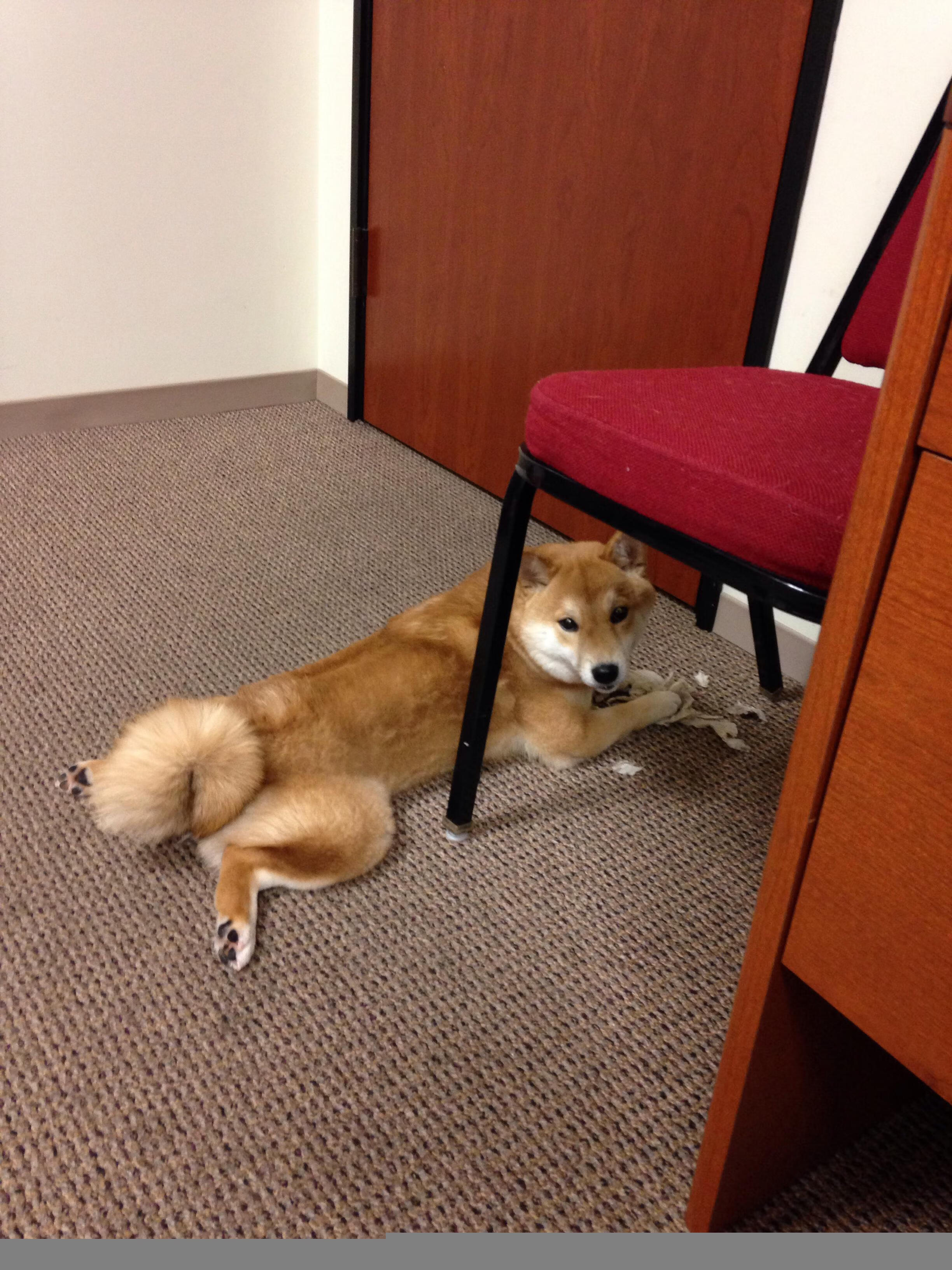 法国橄榄球的市场化步伐加快,吸引全球品牌合作,法国橄榄球队