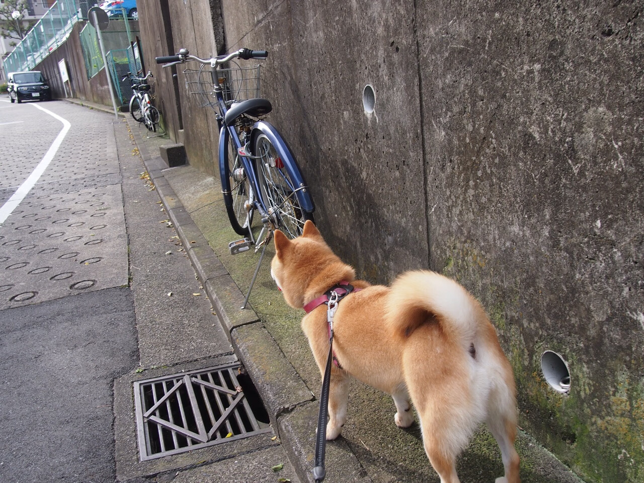 科里·简：进攻威胁不断，为全黑队的进攻体系提供强大支持，科里纳是什么意思