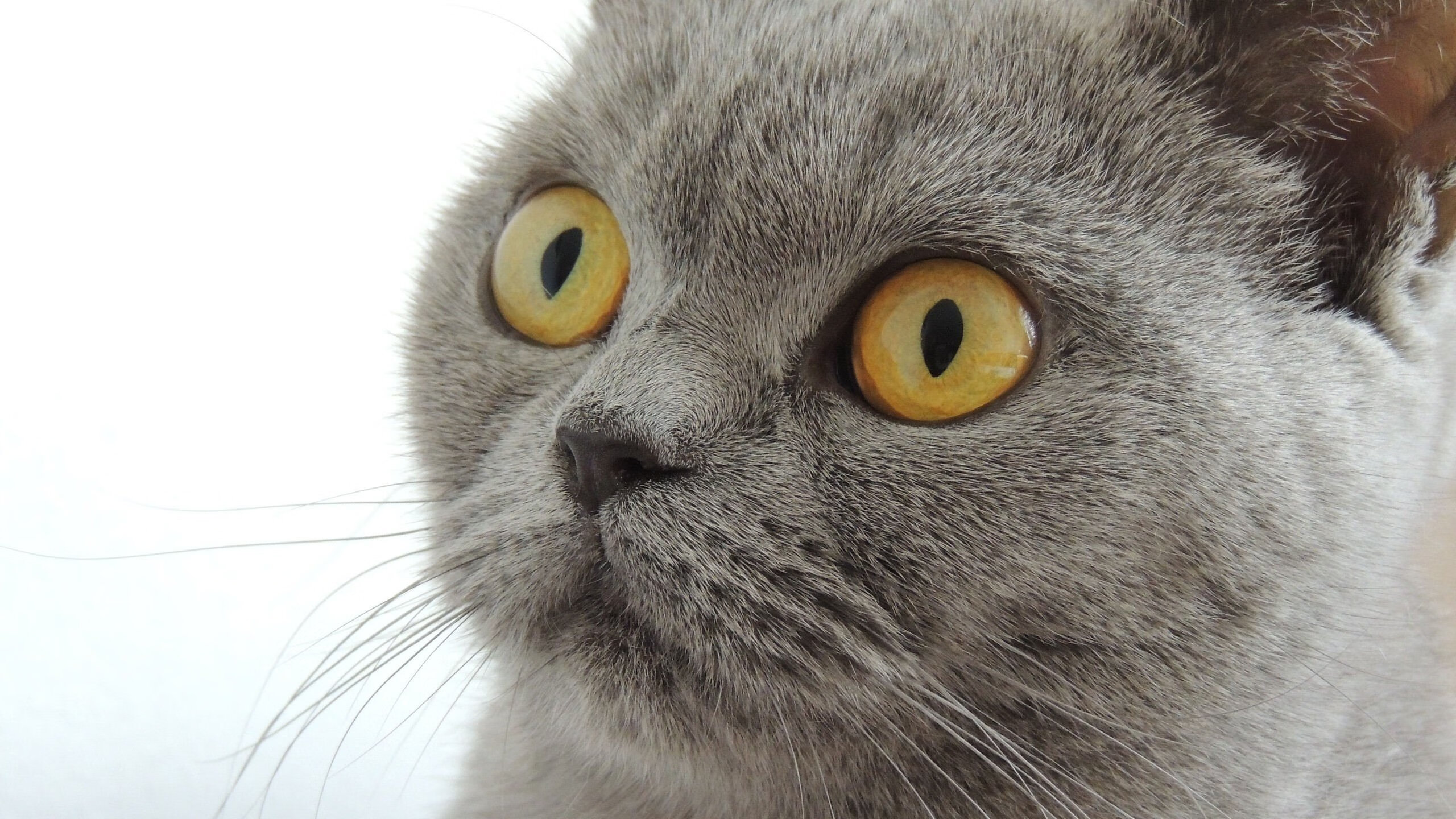 美洲杯先锋队：攻势逼人引领潮流，美洲美洲杯