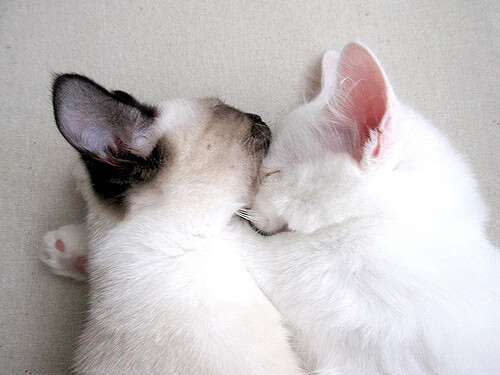 英超劲旅争分夺秒,锁定赛季目标