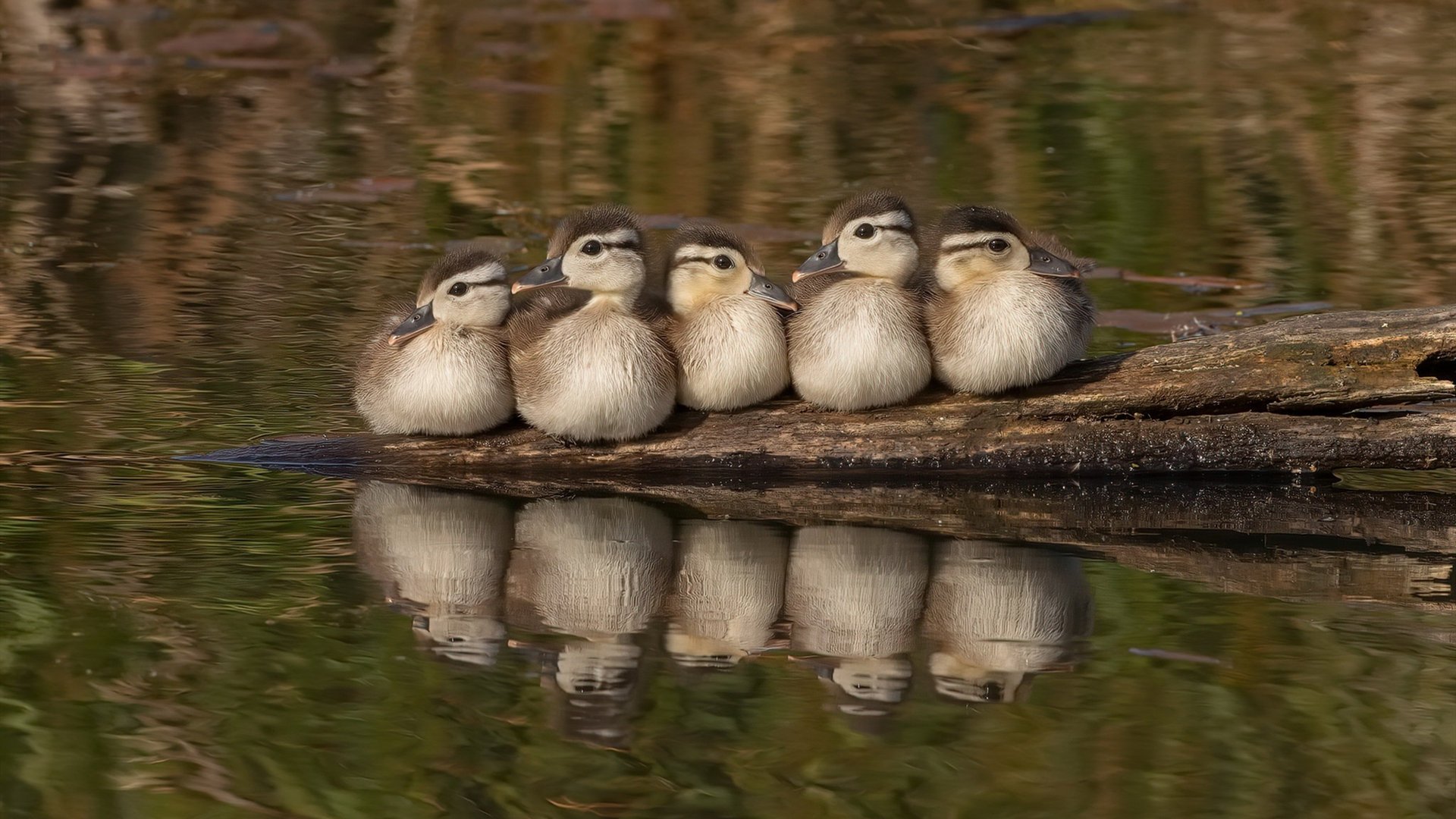 开云网页版登录入口-阿伦·斯密斯：全黑队进攻背后的“无形力量”，轻松打破对手防线