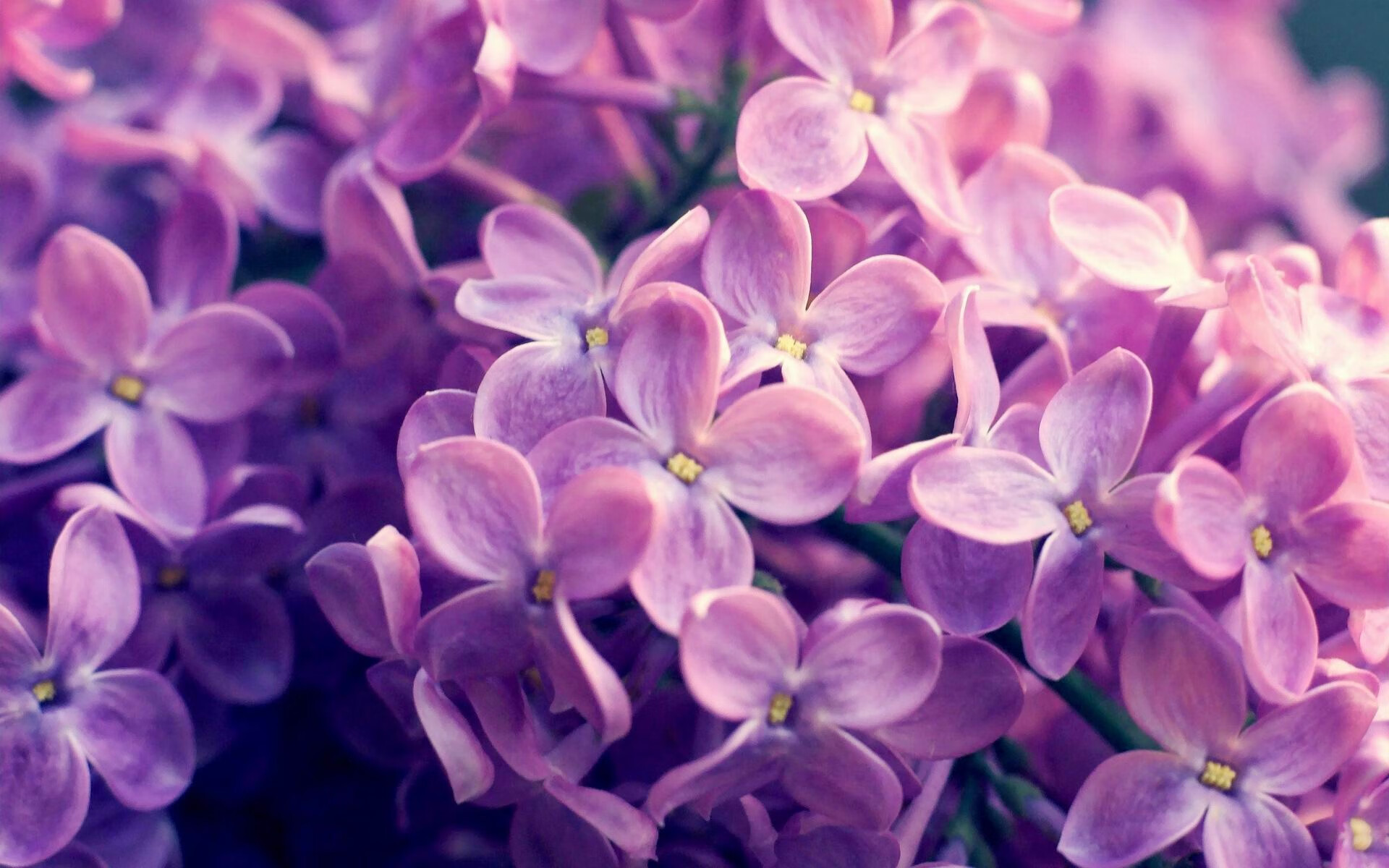 kaiyun登录入口-鹈鹕助教使用现场模拟教学讲解挡拆战术，鹈鹕拉闸防守